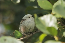 <p>MLYNAŘÍK DLOUHOOCASÝ (Aegithalos caudatus) Šluknovsko /Long-tailed-tit - Schwanzmeise/</p>